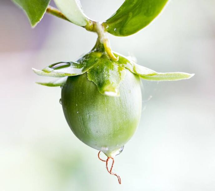 Anti-wrinkle moisturizing oil obtained from the jojoba fruit