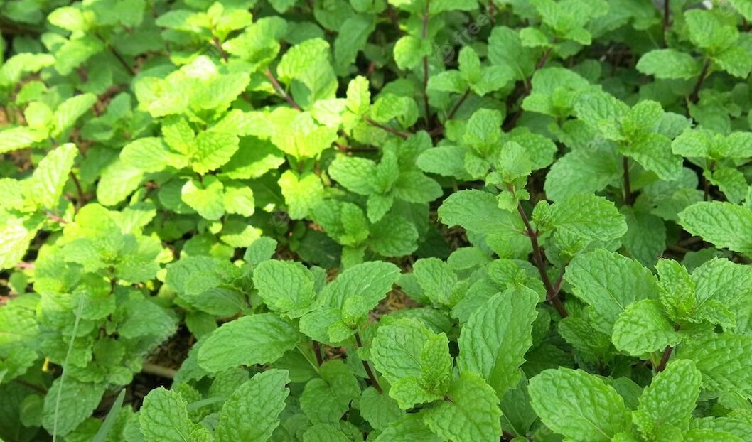 Mint has a rejuvenating effect thanks to the presence of arginine in its ingredients
